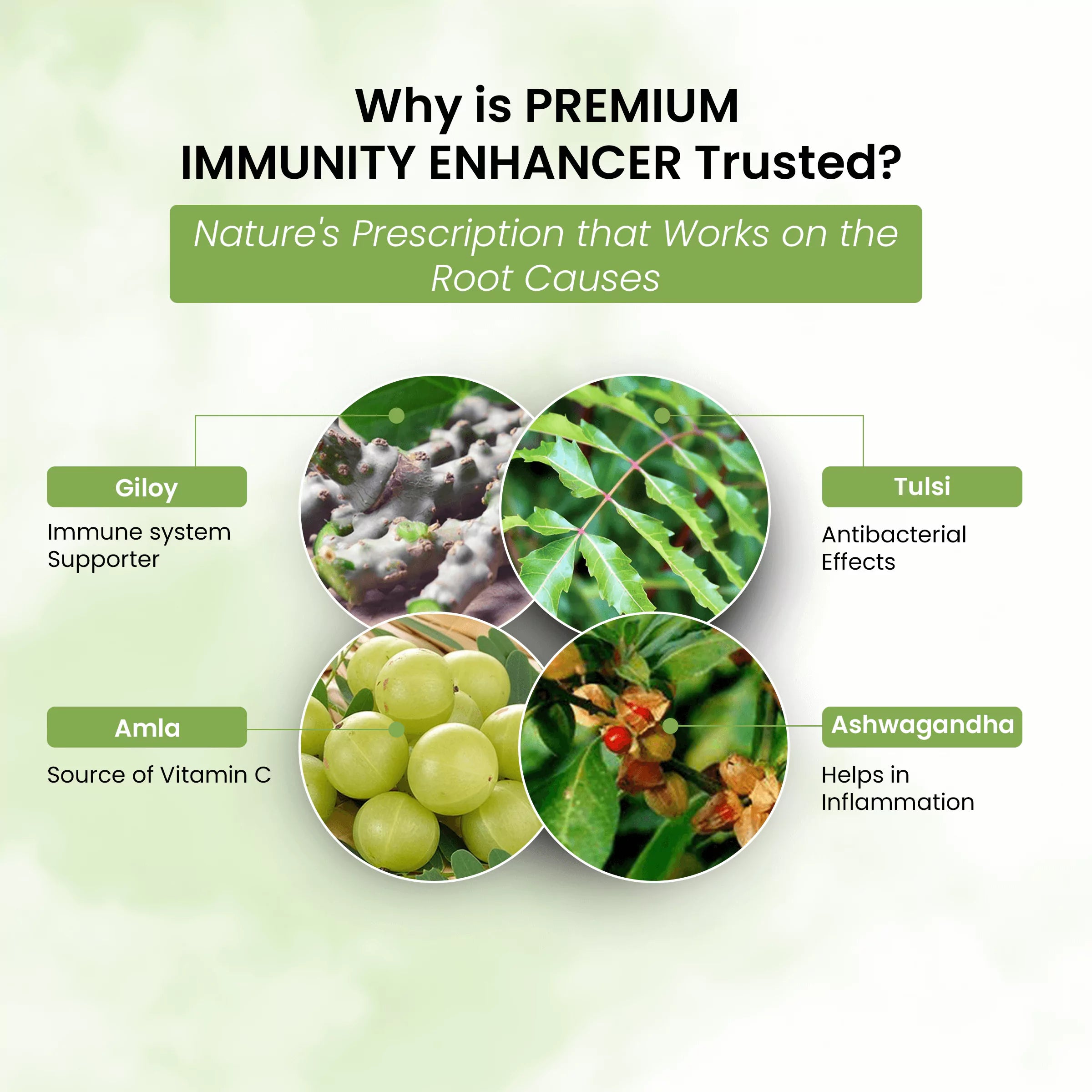 Premium Immunity Enhancer