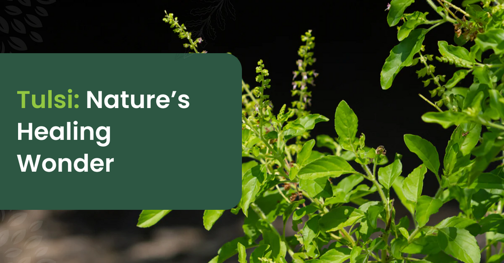 Tulsi (Holy Basil): The Composite Marvel