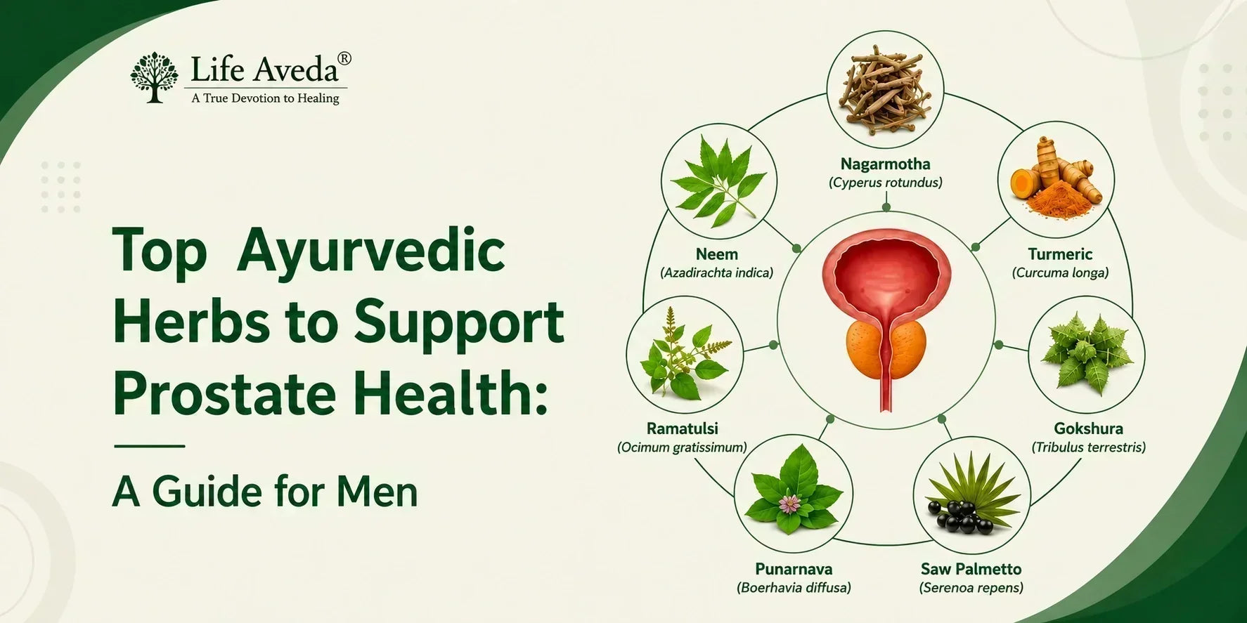 Top Ayurvedic Herbs to Support Prostate Health: A Guide for Men