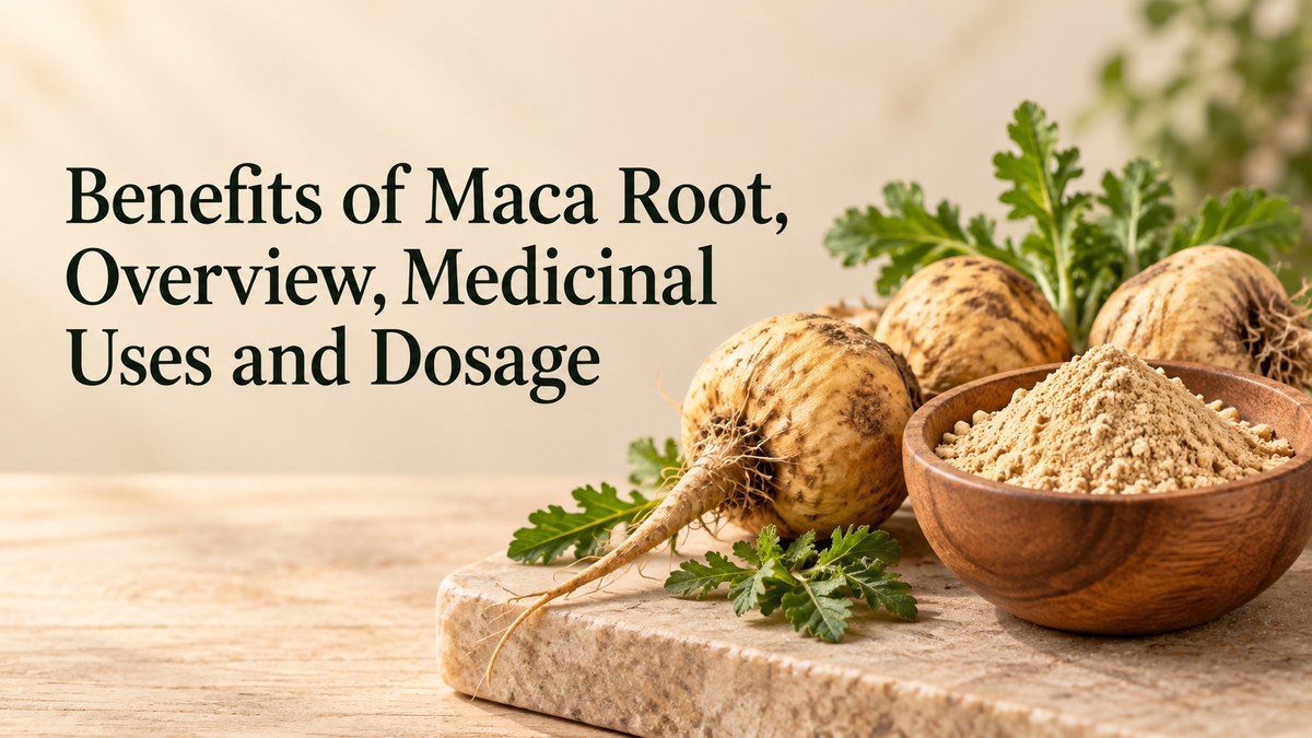 Benefits of Maca Root, Overview, Medicinal Uses and and dosage
