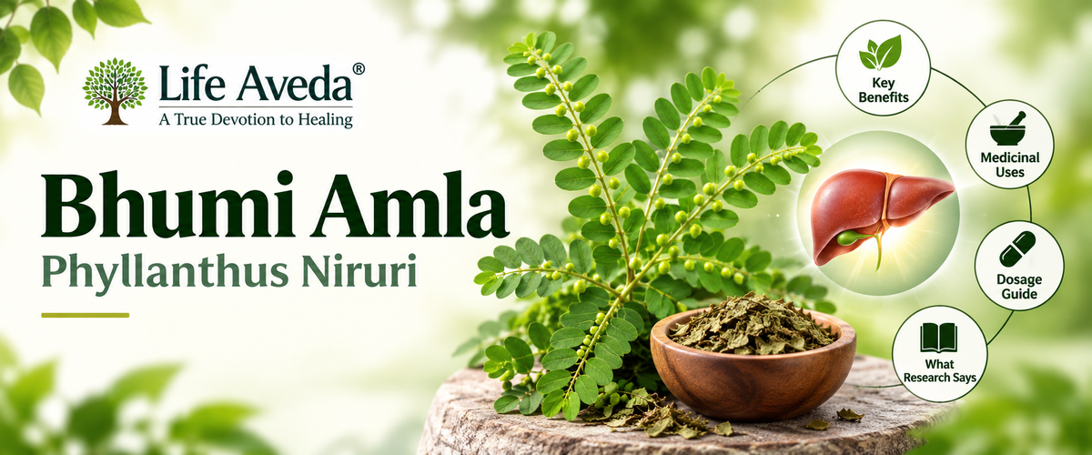 Bhumi Amla | Phyllanthus Niruri