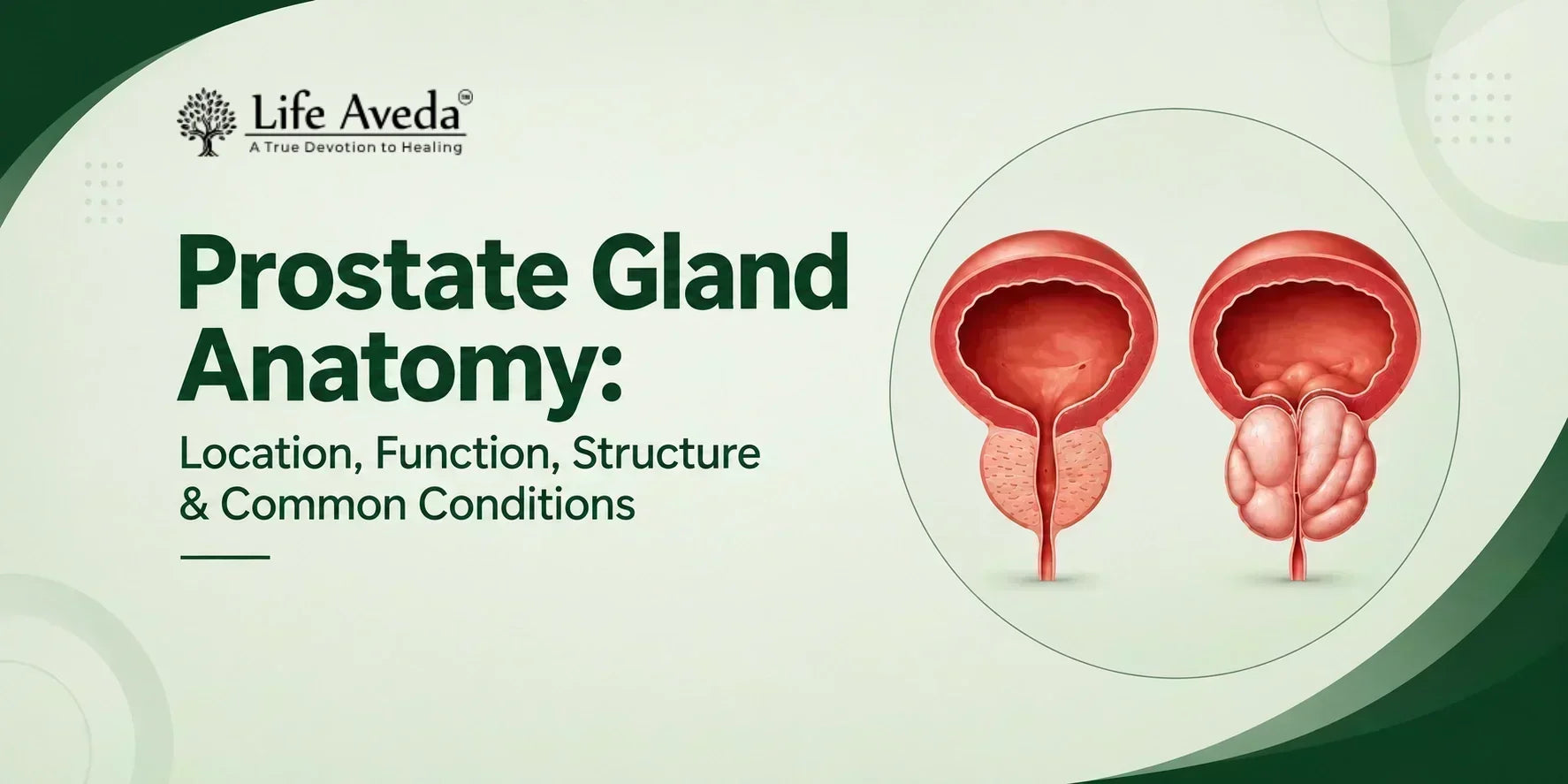 Prostate Gland Anatomy