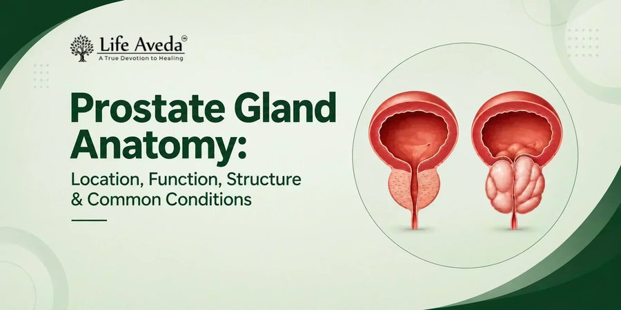 Prostate Gland Anatomy