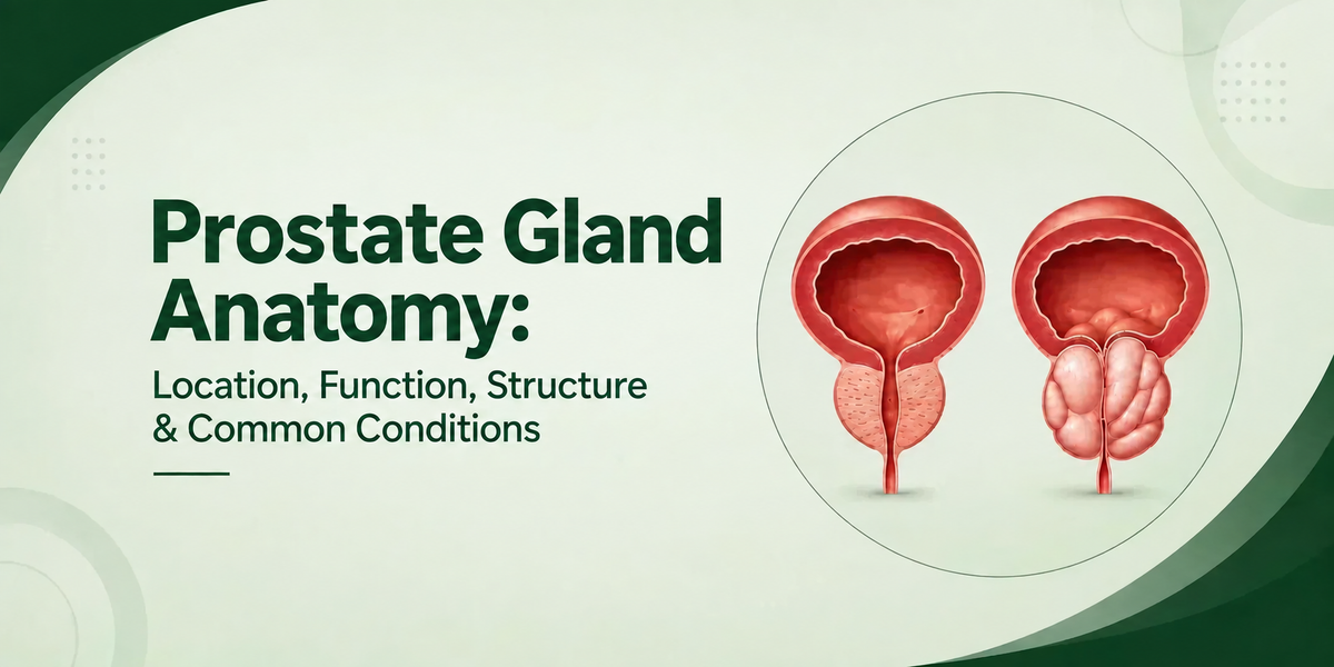 Prostate Gland Anatomy: Location, Function, Structure & Common Conditions