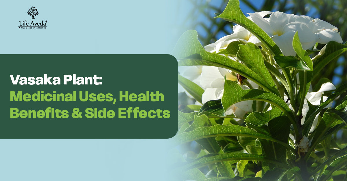 Vasaka Plant: Medicinal Uses, Health Benefits & Side Effects