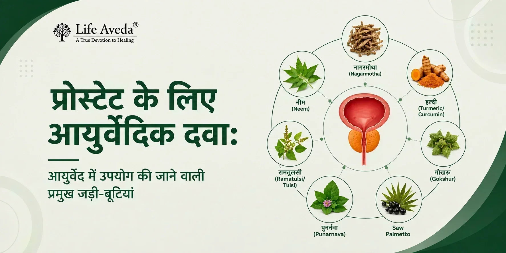 प्रोस्टेट के लिए आयुर्वेदिक दवा: आयुर्वेद में कौन सी जड़ी-बूटियां उपयोग की जाती हैं?