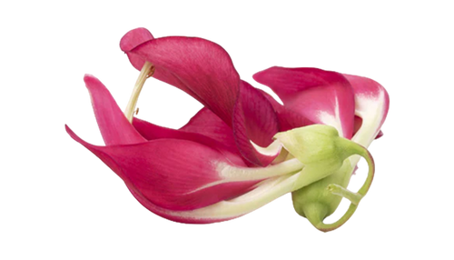 Agati