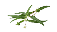 Bhringraj