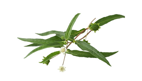 Bhringraj