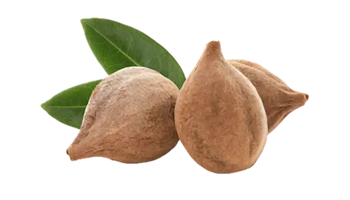 Bibhitaki