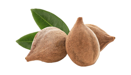 Bibhitaki