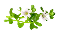 Brahmi