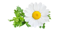 Chamomile
