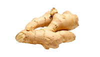 Ginger