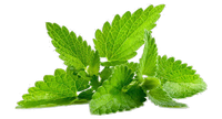 Lemon Balm