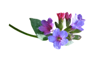 Lungwort