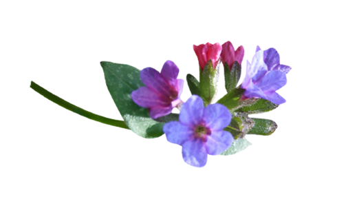 Lungwort
