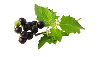 Makoi