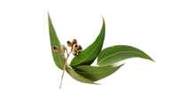Neelgiri Oil