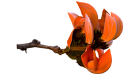Palash