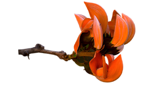 Palash