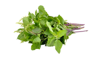 Tulsi